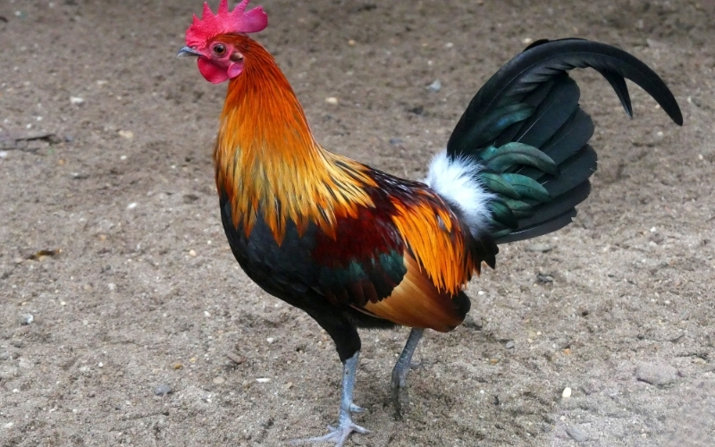 Bí quyết duy trì phong độ đỉnh cao cho chiến kê của bạn