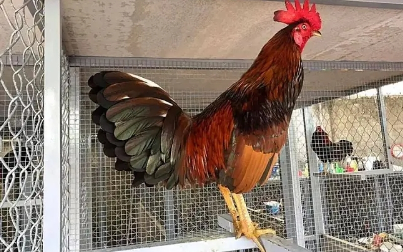 Quy trình chăm sóc gà định kỳ để đảm bảo phong độ