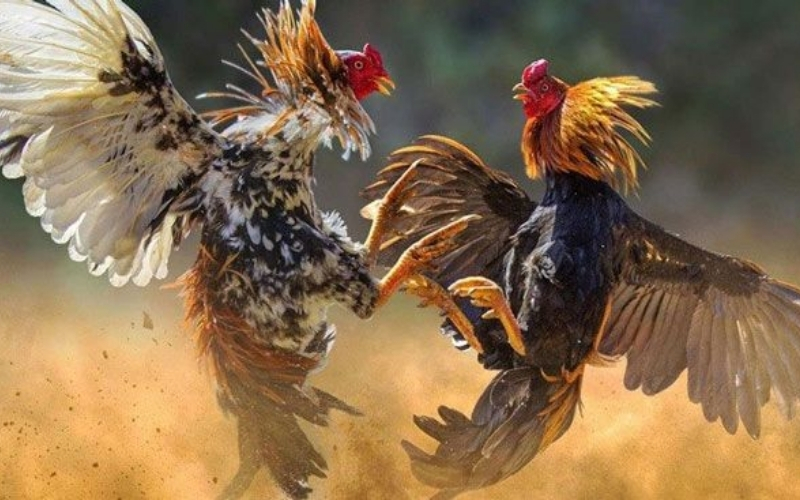 Quy trình huấn luyện chuyên nghiệp để đạt thể lực tối đa