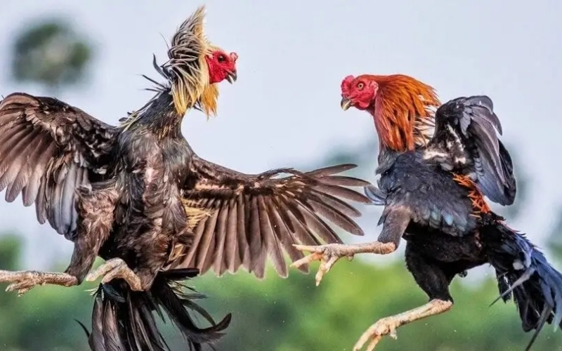 Quy trình phòng bệnh và vệ sinh môi trường sống nghiêm ngặt